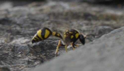 Eumenes sp.